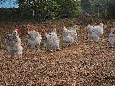 Gallinas. venta de gallinas al precio adopción en Baleares | Milanuncios