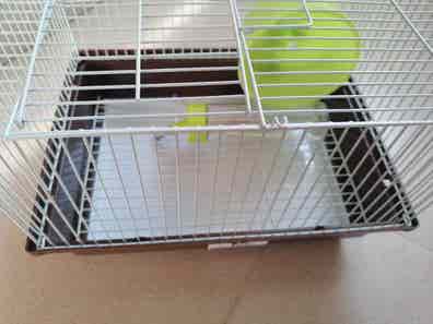 Jaulas puerto santa maria Mascotas en adopción y accesorios de mascota de mano baratos | Milanuncios