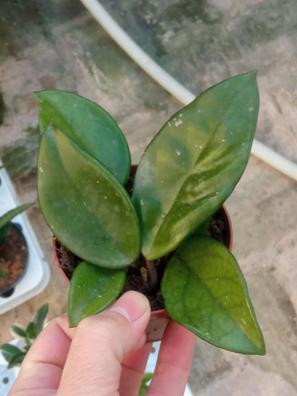 Hoya carnosa flor de cera Plantas de segunda mano baratas | Milanuncios