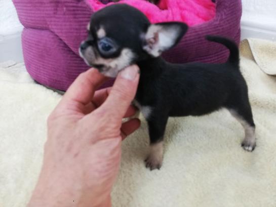 CHIHUAHUA TOY