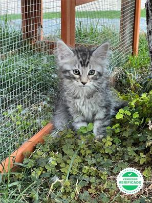 Milanuncios Maine Coon Gatos Y Gatitos En Adopcion Y Compra Venta De Accesorios Y Servicios