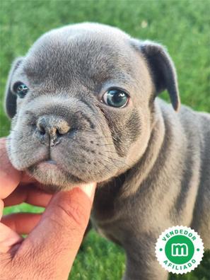 cuantos cachorros tiene un bulldog frances en una camada