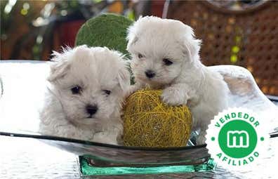 Milanuncios - Bichón maltés mini, calidad de primera