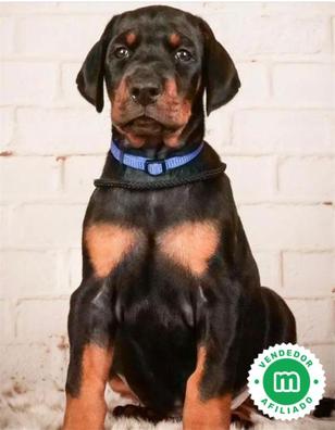 cuanto vale un cachorro doberman pura raza