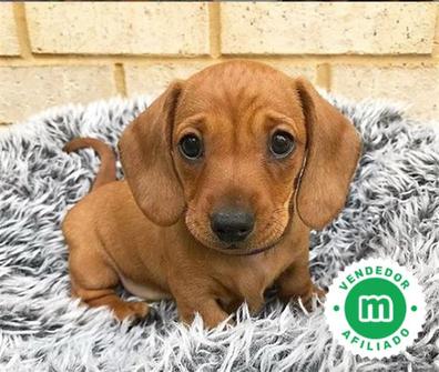 Perros Salchichas mini: precio, criaderos, fotos y características