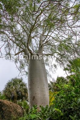 Arboles Semillas en venta baratas en Las Palmas | Milanuncios