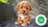 Milanuncios - Pomapoo