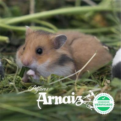 MILANUNCIOS | Hamster comun Compra venta y adopción de otros animales y ...