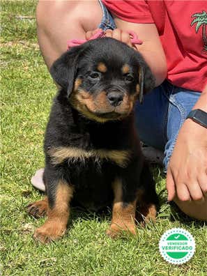 milanuncios-rottweiler-en-adopci-n-compra-venta-y-regalo-de