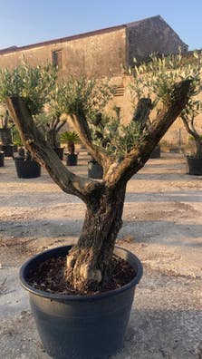 Bonsai olivo grande de segunda mano | Milanuncios
