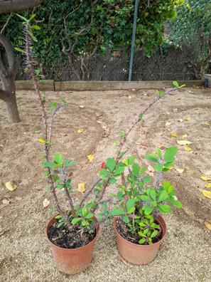 Las espinas de cristo Plantas de segunda mano baratas | Milanuncios