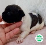 Milanuncios Bulldog Frances Mini Perros En Adopcion Compra Venta De Accesorios Y Servicios Para Perros