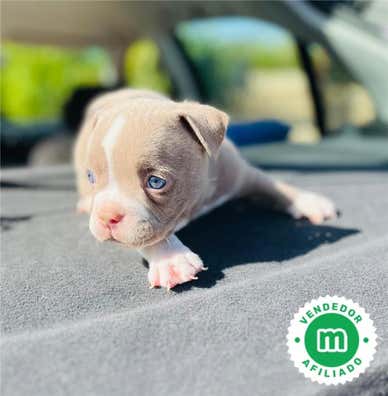 American bully micro Perros en adopción, compra venta de accesorios y ...