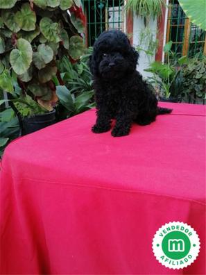 Caniche toy negro Caniches en adopci n. Compra venta y regalo de