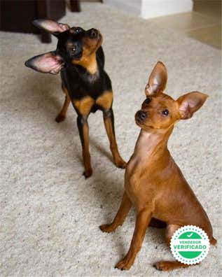 MILANUNCIOS | Mini pincher Perros en adopción, compra venta de ...