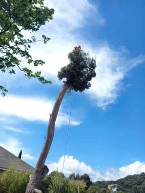 Pinos Plantas de segunda mano baratas en Valladolid | Milanuncios