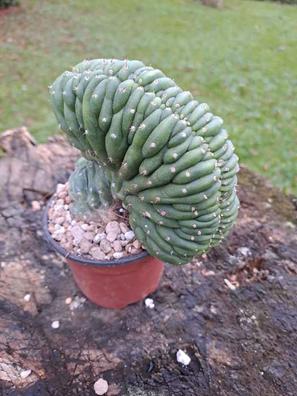 Coleccion cactus ejemplares Plantas de segunda mano baratas | Milanuncios