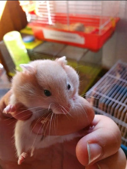 Milanuncios Hamster Sirio Mascotas En Adopcion Y Accesorios De Mascota De Segunda Mano Baratos En Madrid