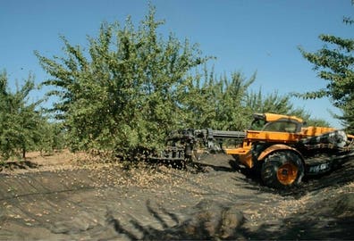 Milanuncios - recoger almendra -