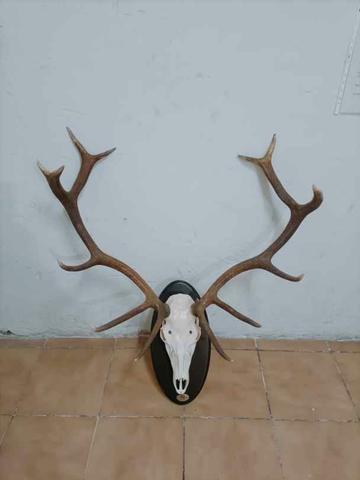 Milanuncios - Cuernos ciervo 11 puntas