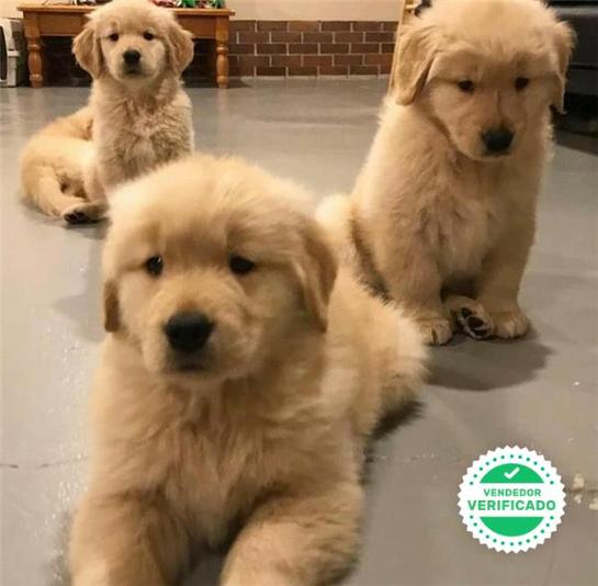 GOLDEN RETRIEVER BLANCO DORADO Y MARRON