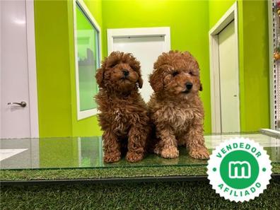 Caniche mini toy Caniches en adopción. Compra venta y regalo de cachorros y  perros en Madrid Provincia