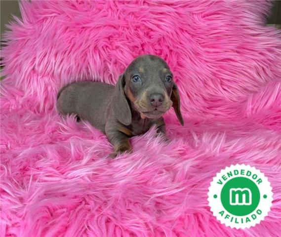 Mini Teckel Blue - Cachorro Salchicha