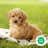 Milanuncios - pomapoo