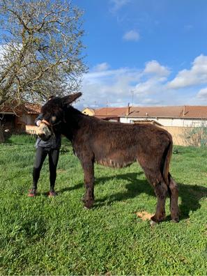 Burros zamoranos Mascotas en adopción y accesorios de mascota de segunda  mano baratos | Milanuncios