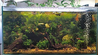 Intercambio o vendo plantas acuario en venta | Milanuncios