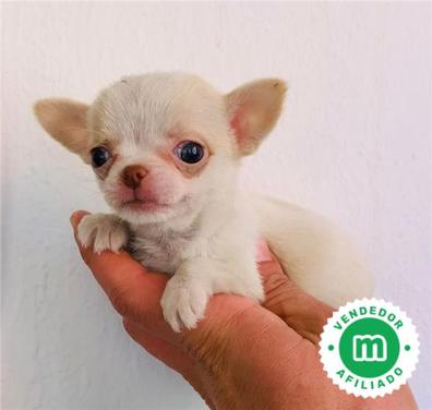 Chihuahua Perros en adopción, compra venta de accesorios y para perros en Comunidad Valenciana |