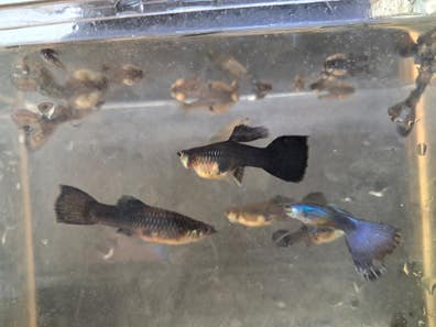 Guppys en venta en Sevilla Provincia | Milanuncios