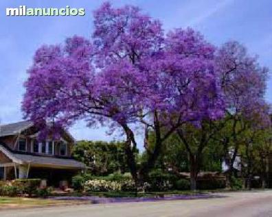 Jacaranda Plantas de segunda mano baratas | Milanuncios