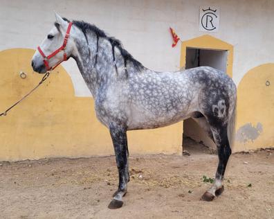 Vinilo adhesivo pared de la sala de estar del caballo al trote