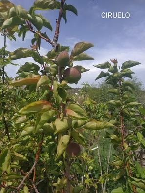 Frutales Plantas de segunda mano baratas en Madrid | Milanuncios