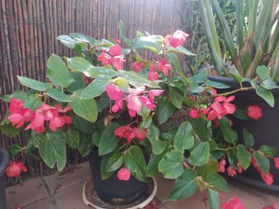 Begonia Plantas de segunda mano baratas | Milanuncios