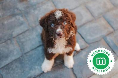 Oferta perros Perros en adopción, compra venta de para | Milanuncios