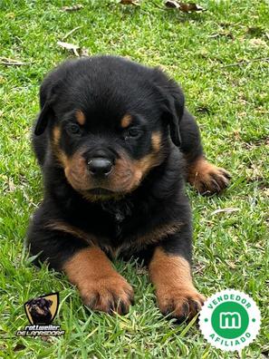 cuanto vale un rottweiler