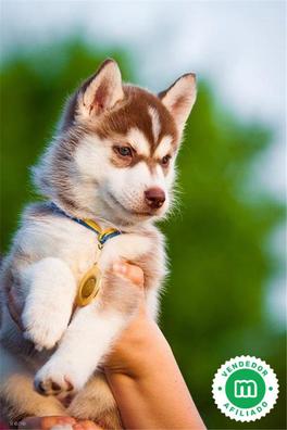 cachorros husky marrones y negros