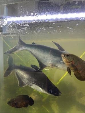 alimento para peces de tiburon de acuario