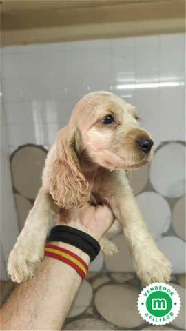 Milanuncios - Cocker spaniel y cocker americano