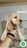 Milanuncios - Cocker spaniel y cocker americano