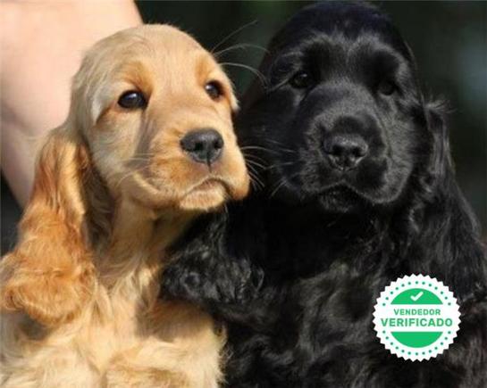 COCKER SPANIEL INGLES CACHORROS