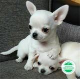 Milanuncios Compra Venta De Perros Chihuahua Mini Toy Regalo De Cachorros