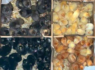 Gallos y Gallinas ponedoras en venta | Milanuncios