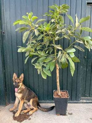 Frutales Plantas de segunda mano baratas en Ourense | Milanuncios