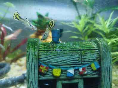 Guppys en venta | Milanuncios