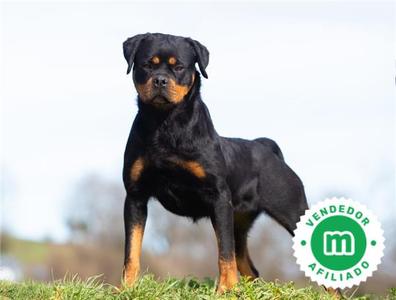 las hembras rottweiler son buenos perros guardianes