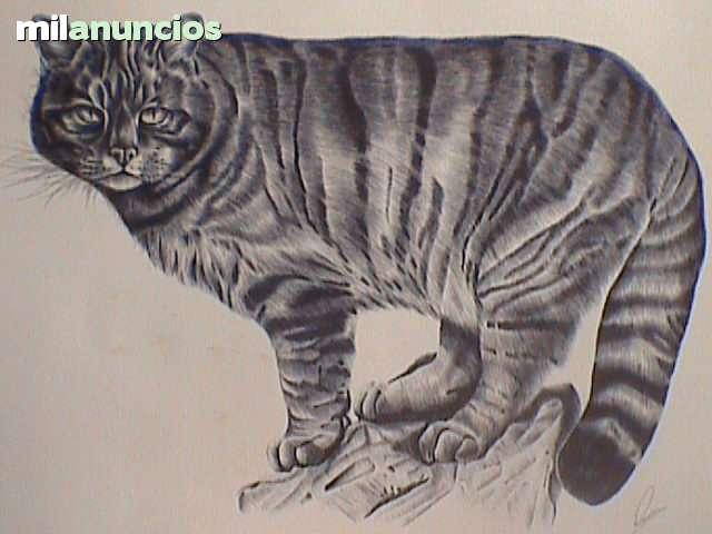 Cuadros, pintura de diamantes, gatos, animales -  España