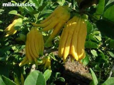 Arboles frutales Plantas de segunda mano baratas en Tarragona | Milanuncios